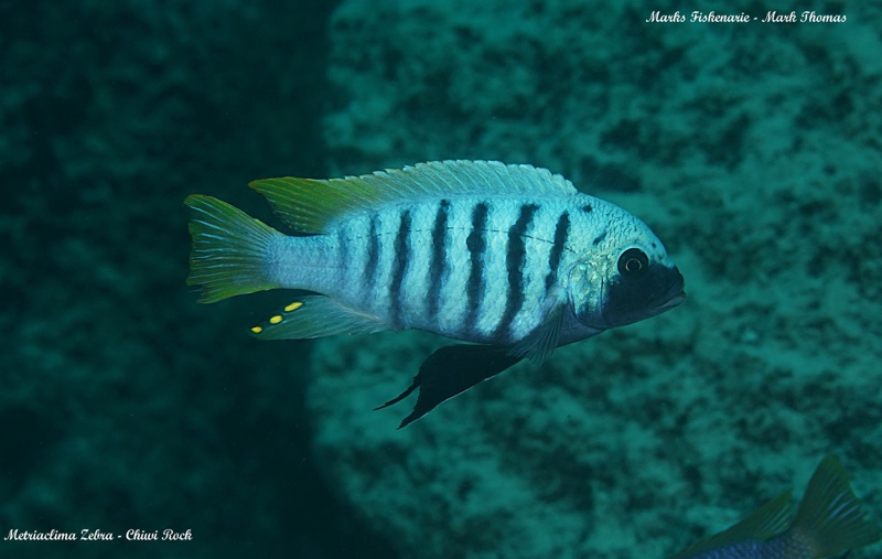 Maylandia zebra 'Chiwi Rocks'